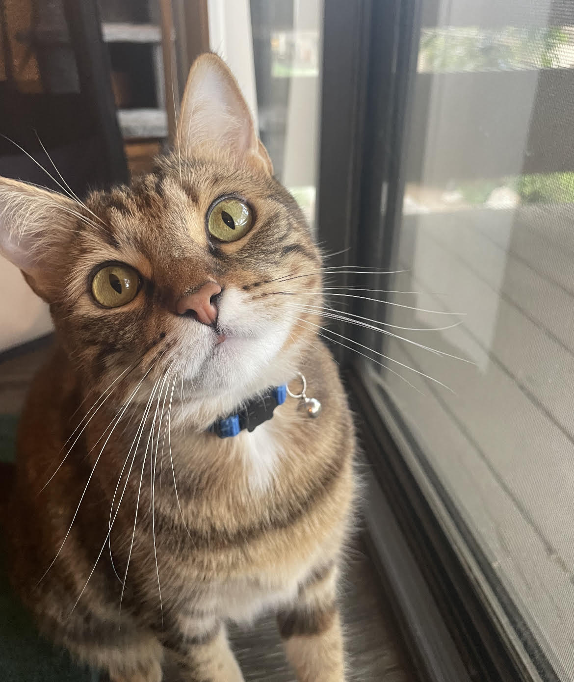 Paisley, Adopted, Young Female Torbie.