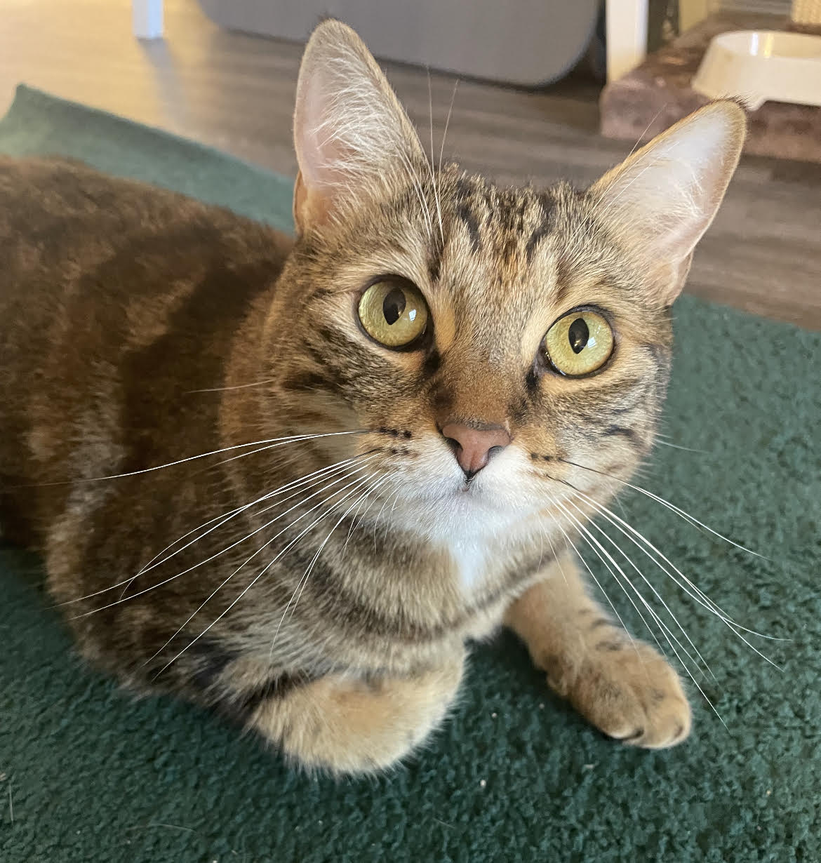 Enlarge Paisley, a Adopted Torbie in Anaheim, CA image 3/6