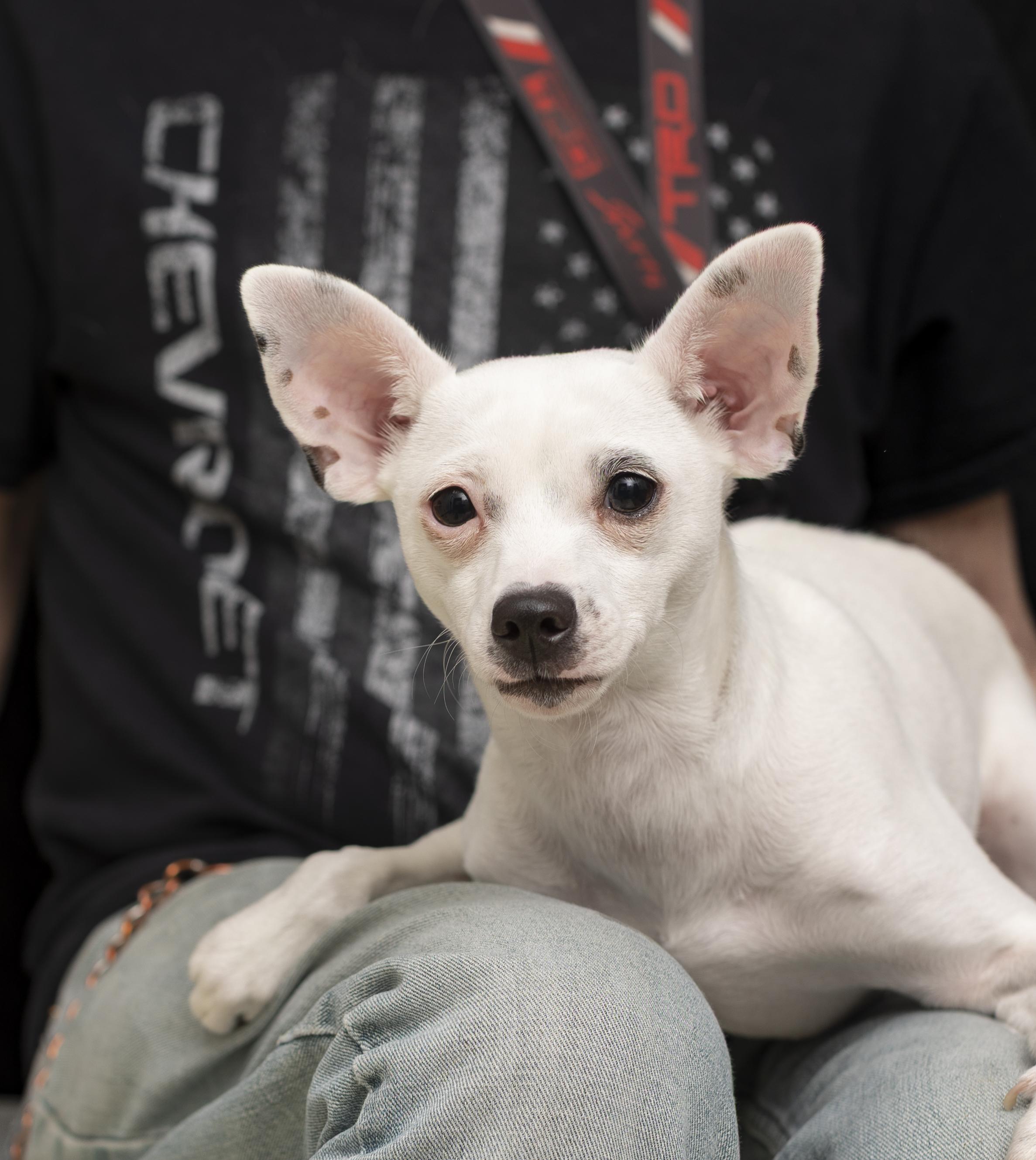 Sweet Pea, Baby Female Parson Russell Terrier