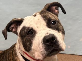 Enlarge Maggie, a Adoptable mixed breed in Golden Valley, MN image 1/1