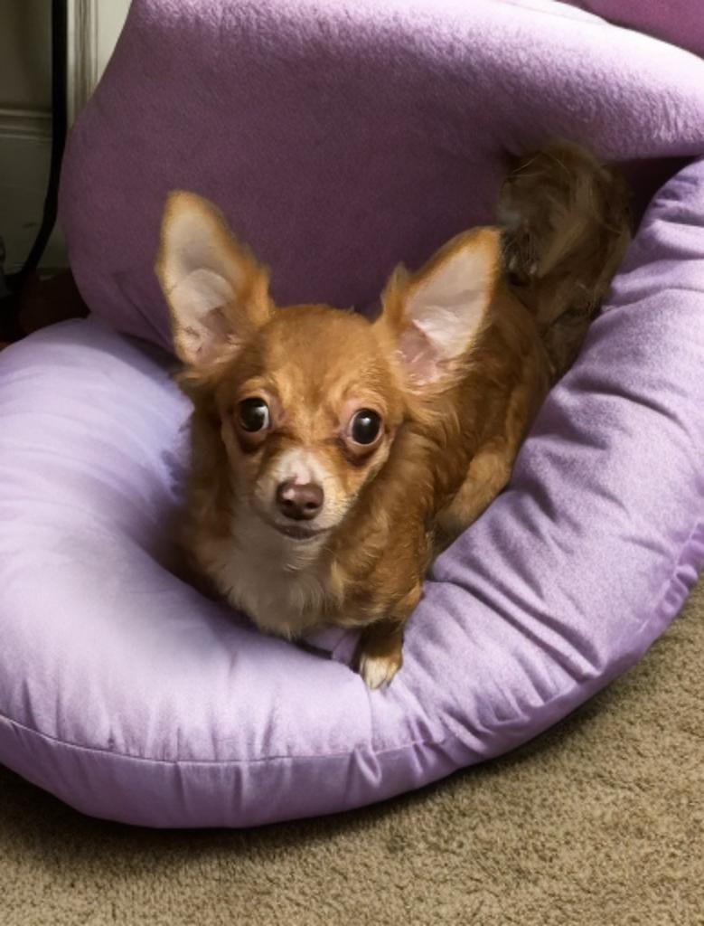 Enlarge Khloe, a ADOPTABLE Chihuahua in San Antonio, TX image 2/3