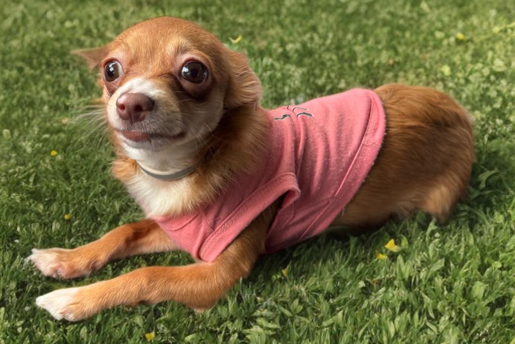 Enlarge Khloe, a ADOPTABLE Chihuahua in San Antonio, TX image 3/3