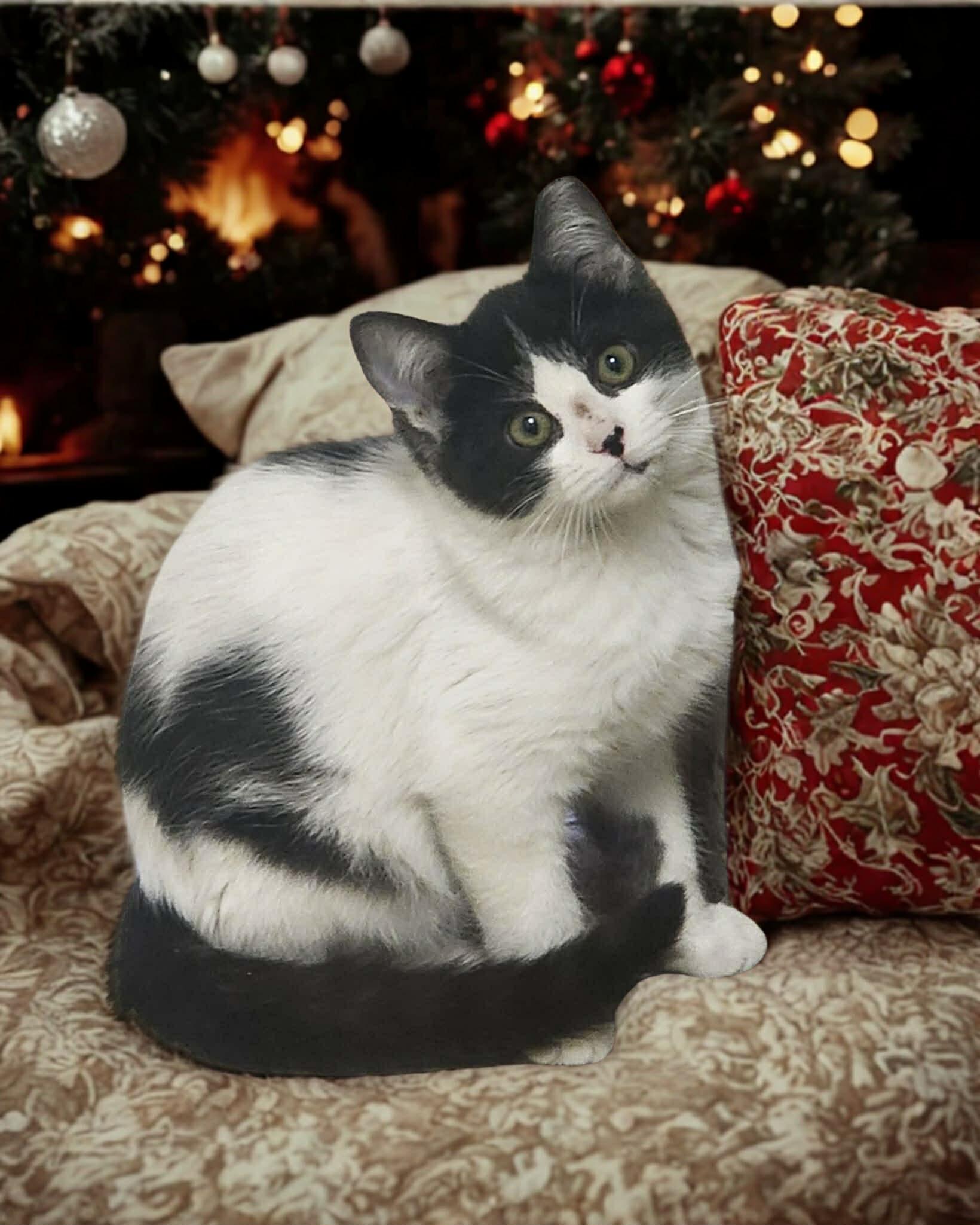 Snowball, ADOPTABLE, Kitten Male Domestic Short Hair.