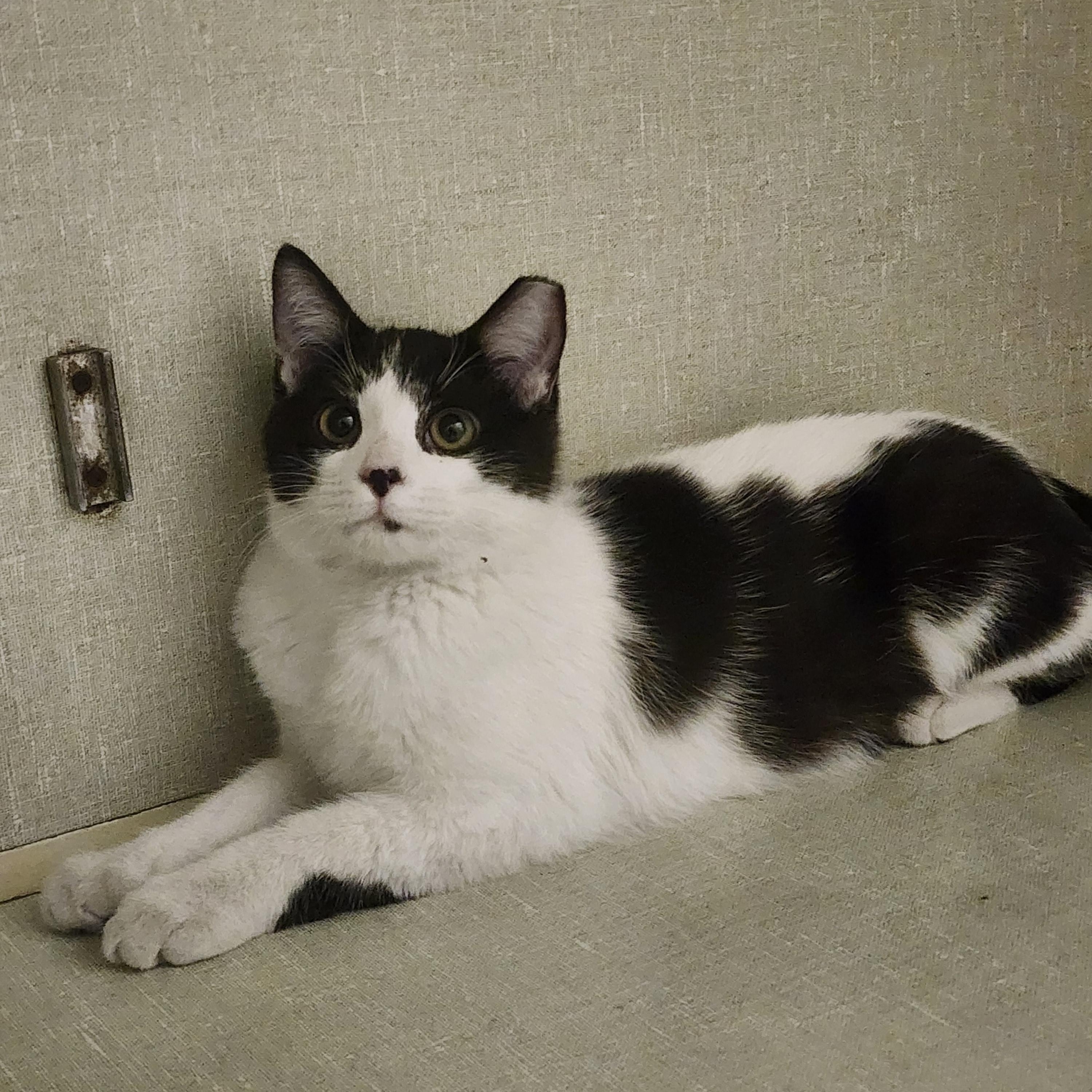 Snowball, ADOPTABLE, Kitten Male Domestic Short Hair.