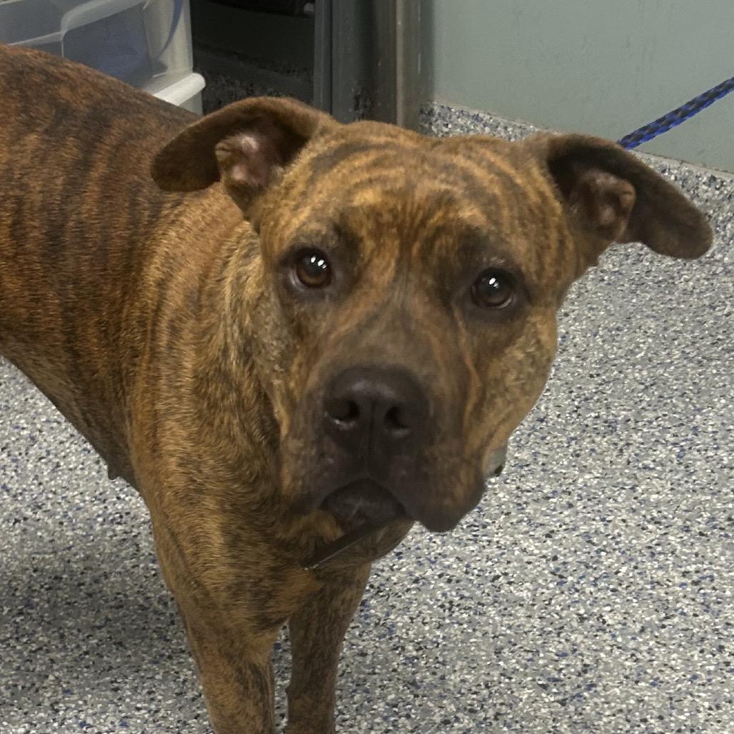 Sonya, Adoptable, Adult Female American Staffordshire Terrier.