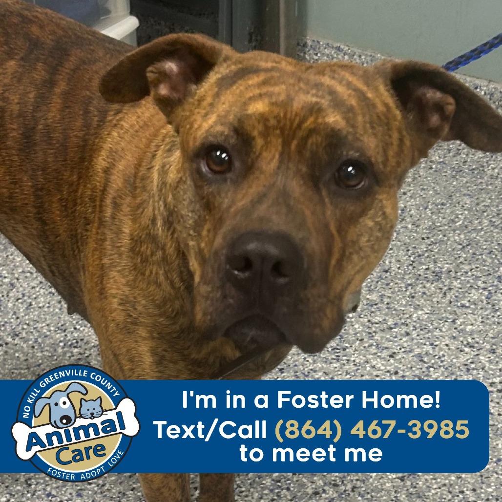 Enlarge Sonya, a Adoptable mixed breed in Greenville, SC image 2/2