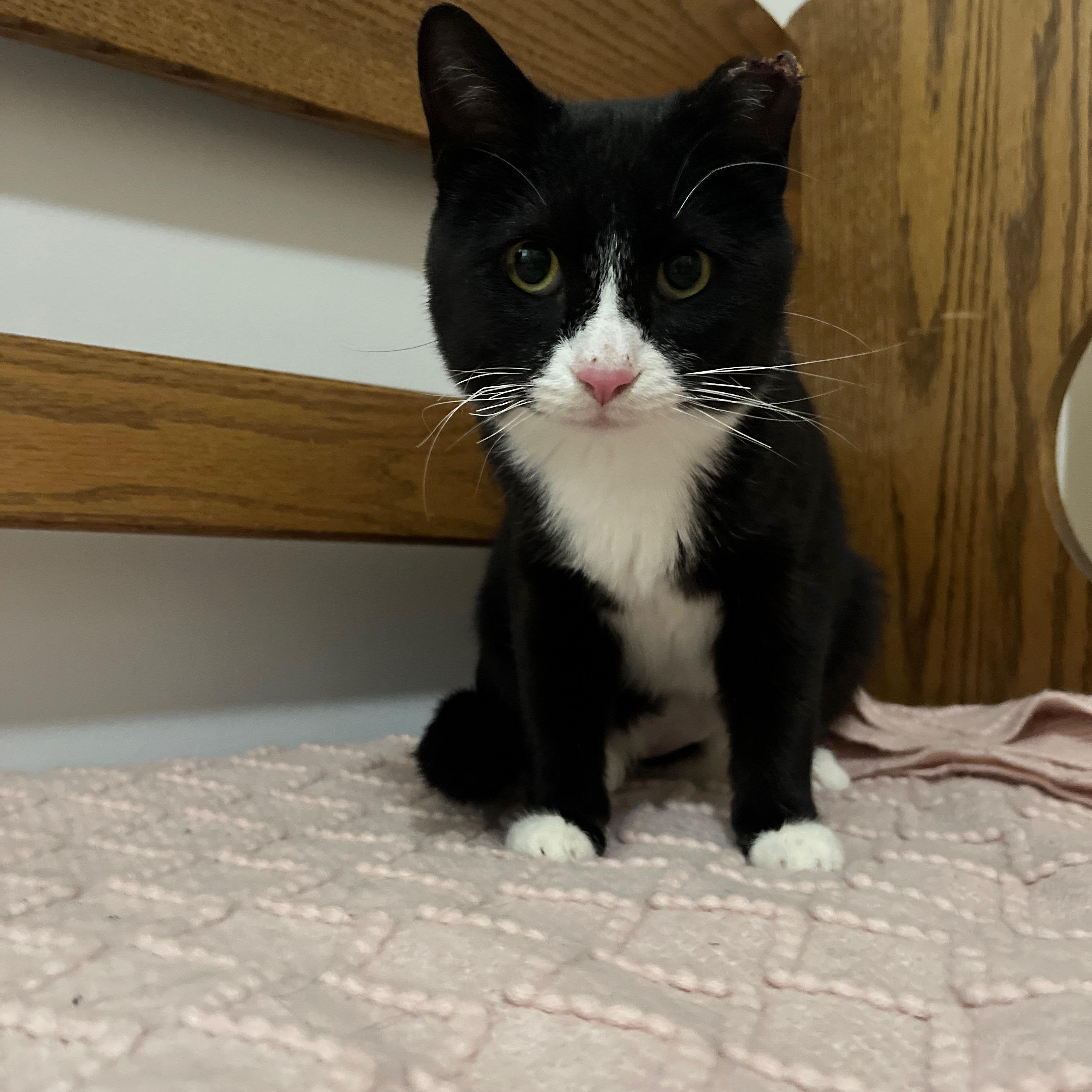 Enlarge Hopscotch- bonded with Henry, a ADOPTABLE Domestic Short Hair in Rochester, NY image 2/5