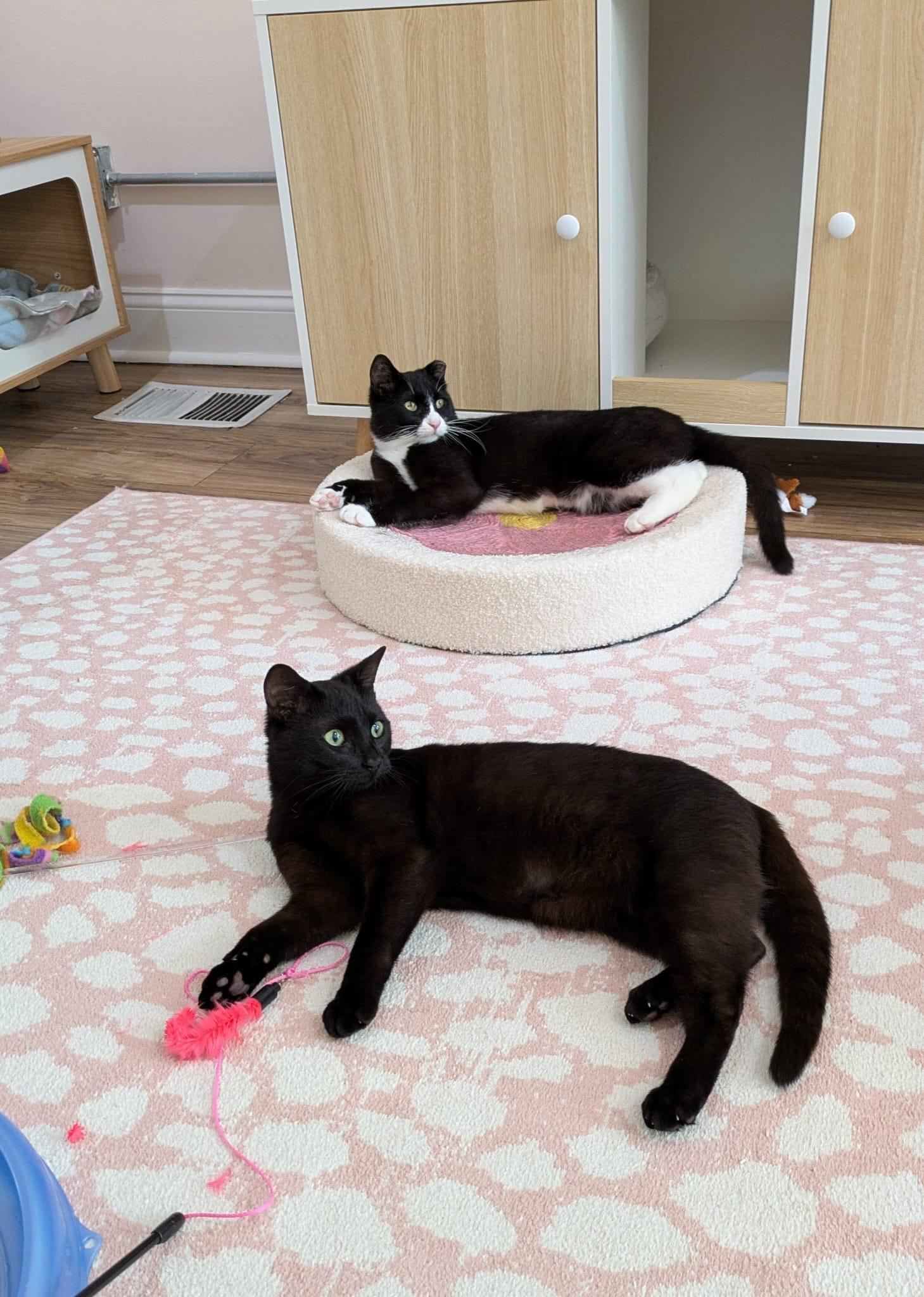Hopscotch- bonded with Henry, a ADOPTABLE Domestic Short Hair in Rochester, NY image 4/6