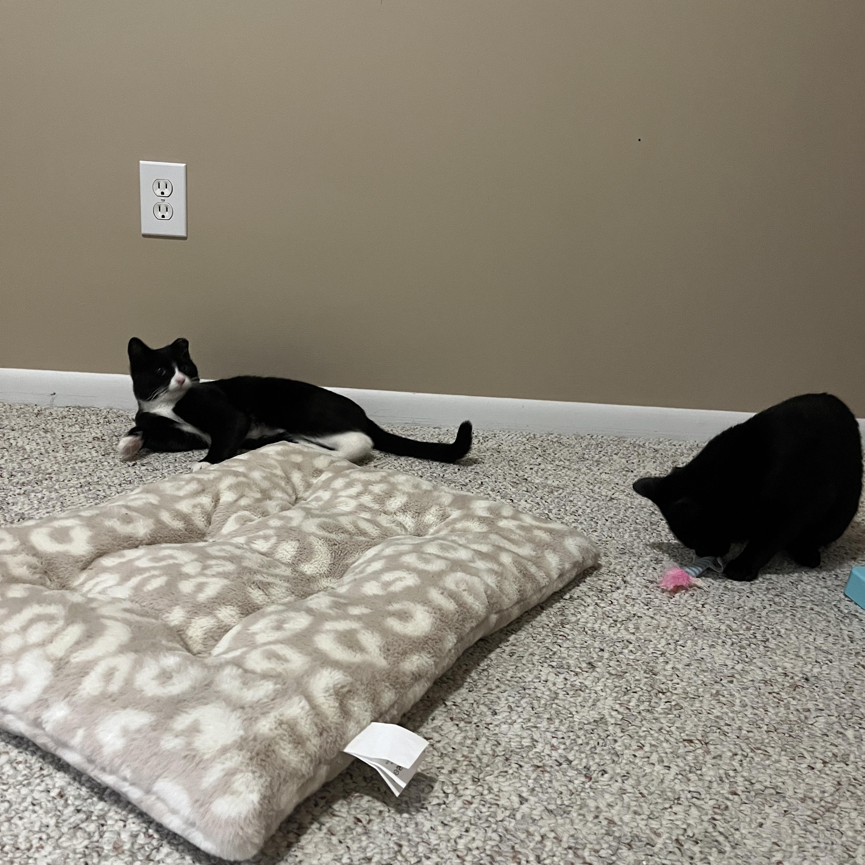Enlarge Hopscotch- bonded with Henry, a ADOPTABLE Domestic Short Hair in Rochester, NY image 3/5