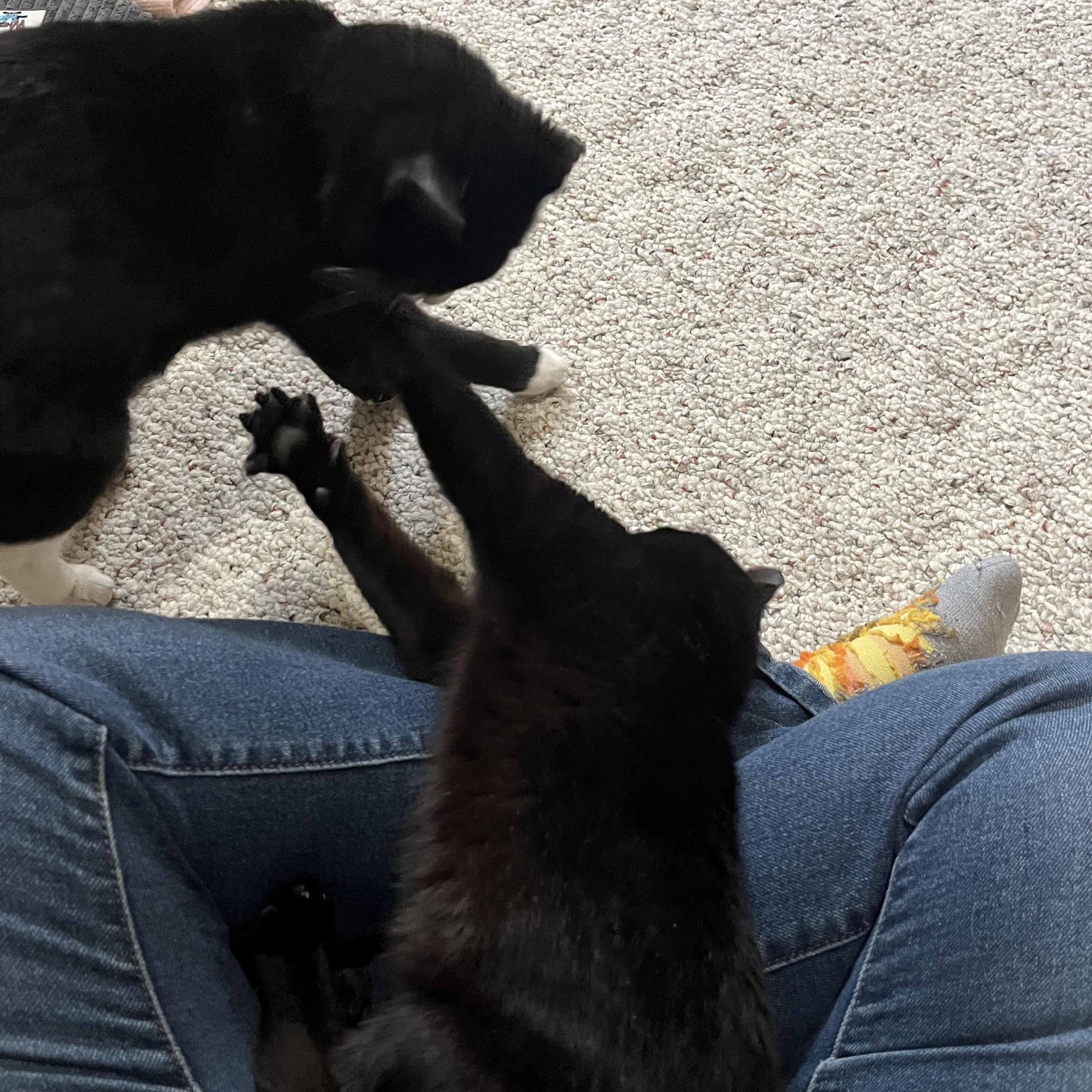 Enlarge Hopscotch- bonded with Henry, a ADOPTABLE Domestic Short Hair in Rochester, NY image 4/5