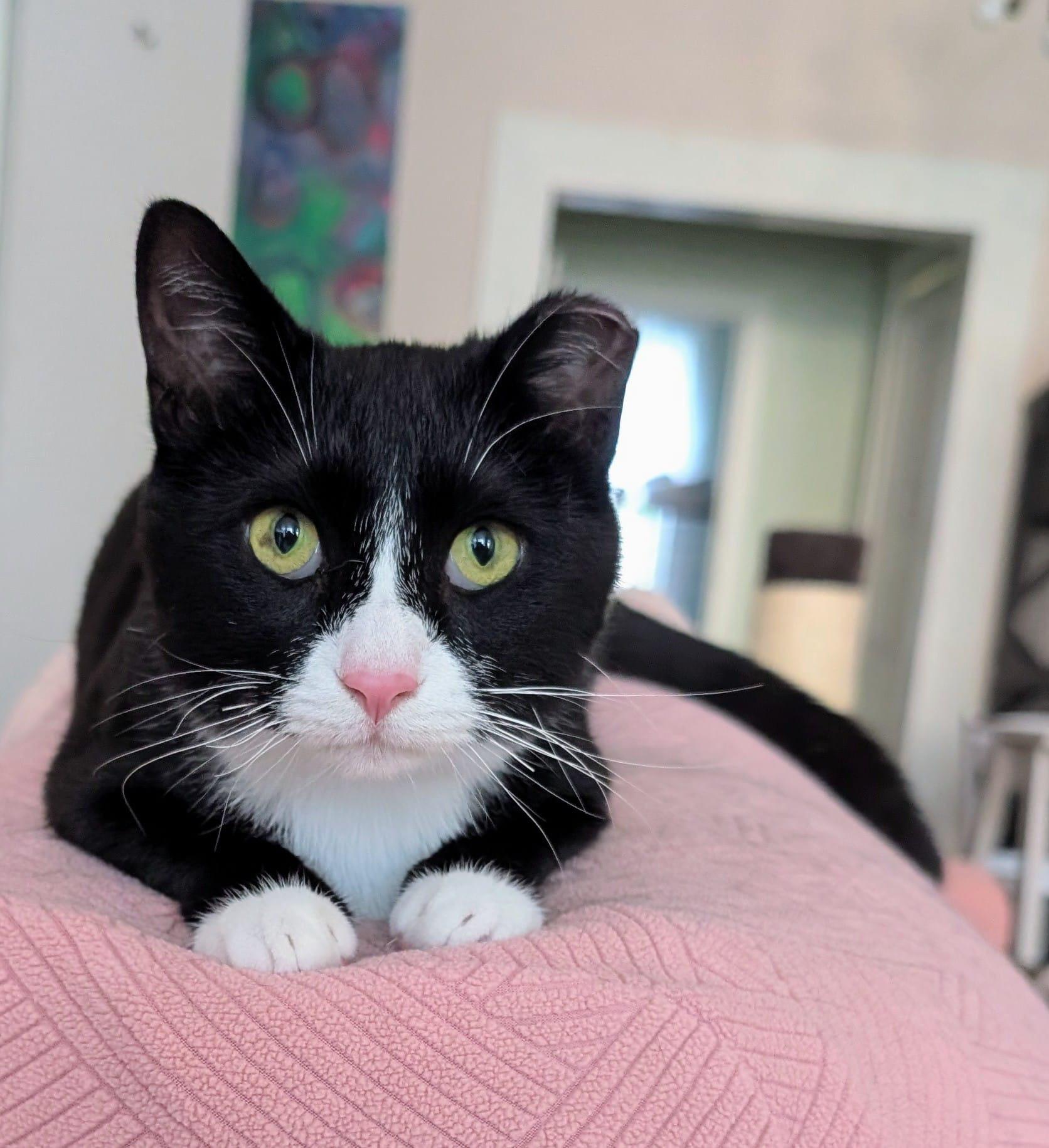 Hopscotch- bonded with Henry, ADOPTABLE, Young Male Domestic Short Hair.