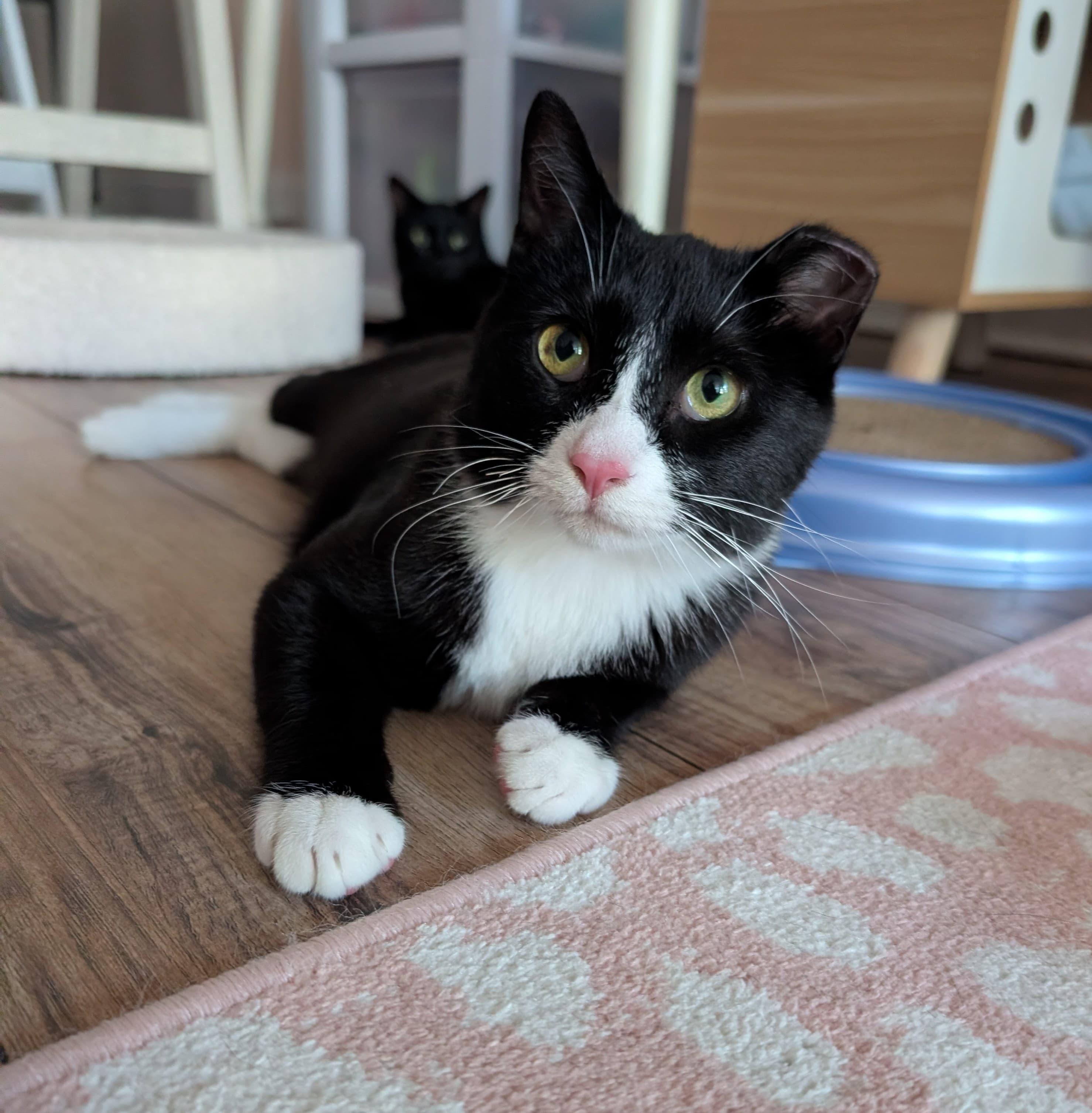 Hopscotch- bonded with Henry, a ADOPTABLE Domestic Short Hair in Rochester, NY image 2/6
