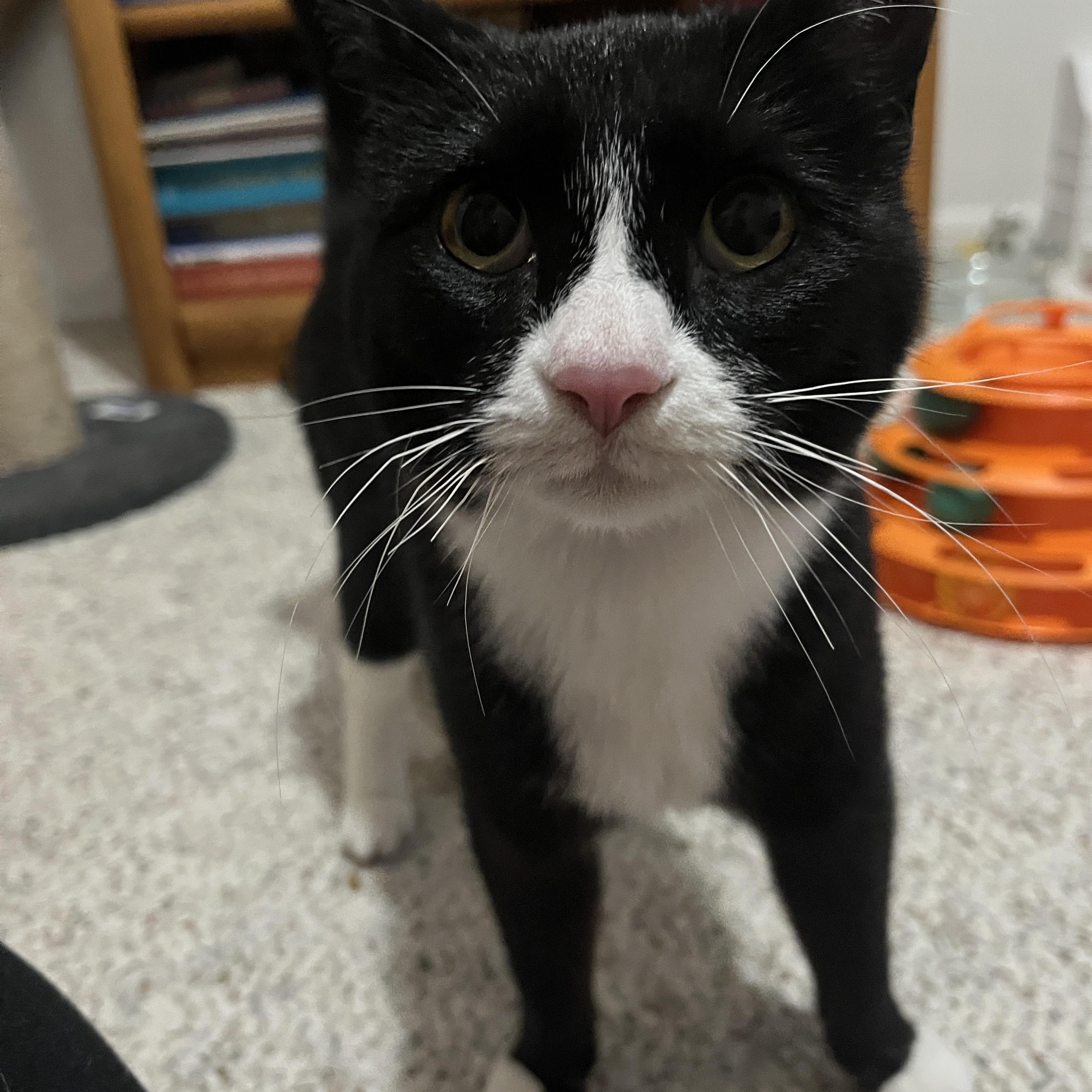 Hopscotch- bonded with Henry, ADOPTABLE, Young Male Domestic Short Hair.