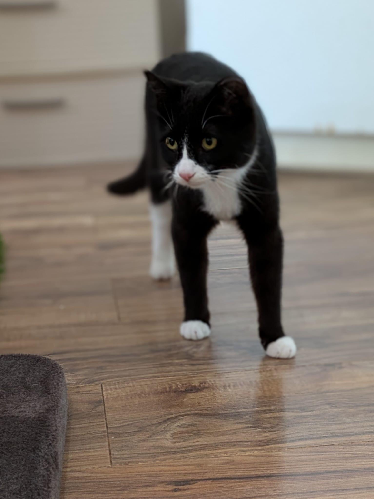 Hopscotch- bonded with Henry, a ADOPTABLE Domestic Short Hair in Rochester, NY image 5/6