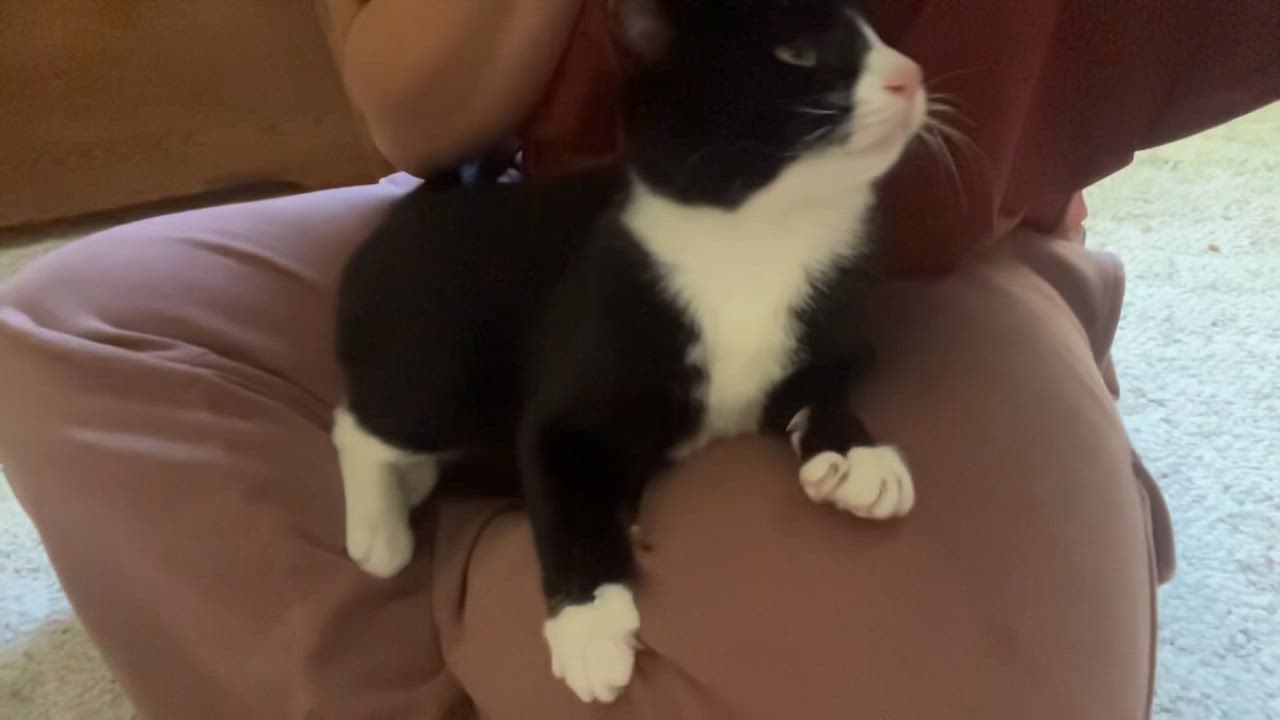 Enlarge Hopscotch- bonded with Henry, a ADOPTABLE Domestic Short Hair in Rochester, NY video 5/5