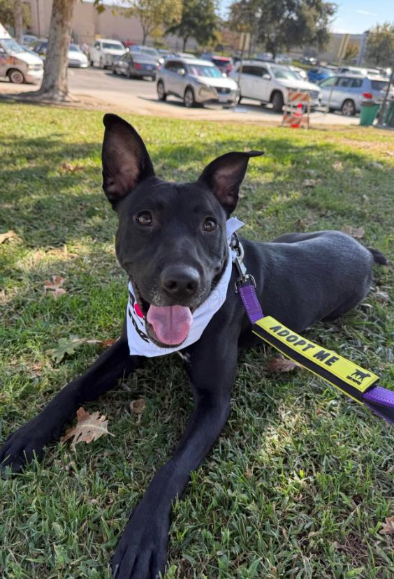 Enlarge Princess Celestia, a Adoptable mixed breed in Bakersfield, CA image 3/5