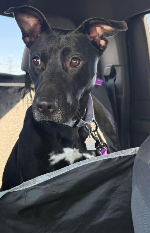 Enlarge Princess Celestia, a Adoptable mixed breed in Bakersfield, CA image 4/5