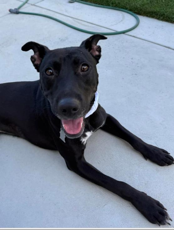 Enlarge Princess Celestia, a Adoptable mixed breed in Bakersfield, CA image 5/5