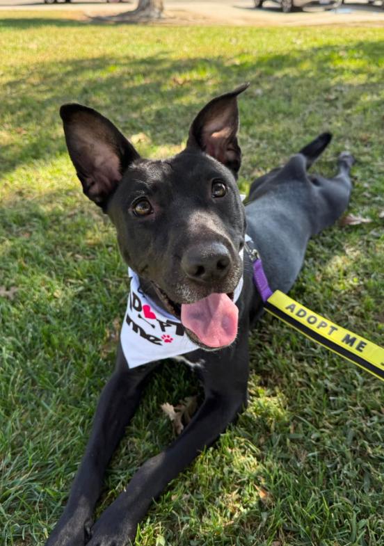 Princess Celestia, Adoptable, Young Female Black Labrador Retriever & Pit Bull Terrier.