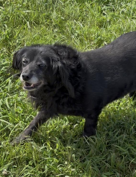 Shadow, ADOPTABLE, Adult Female Dachshund (Long Haired).