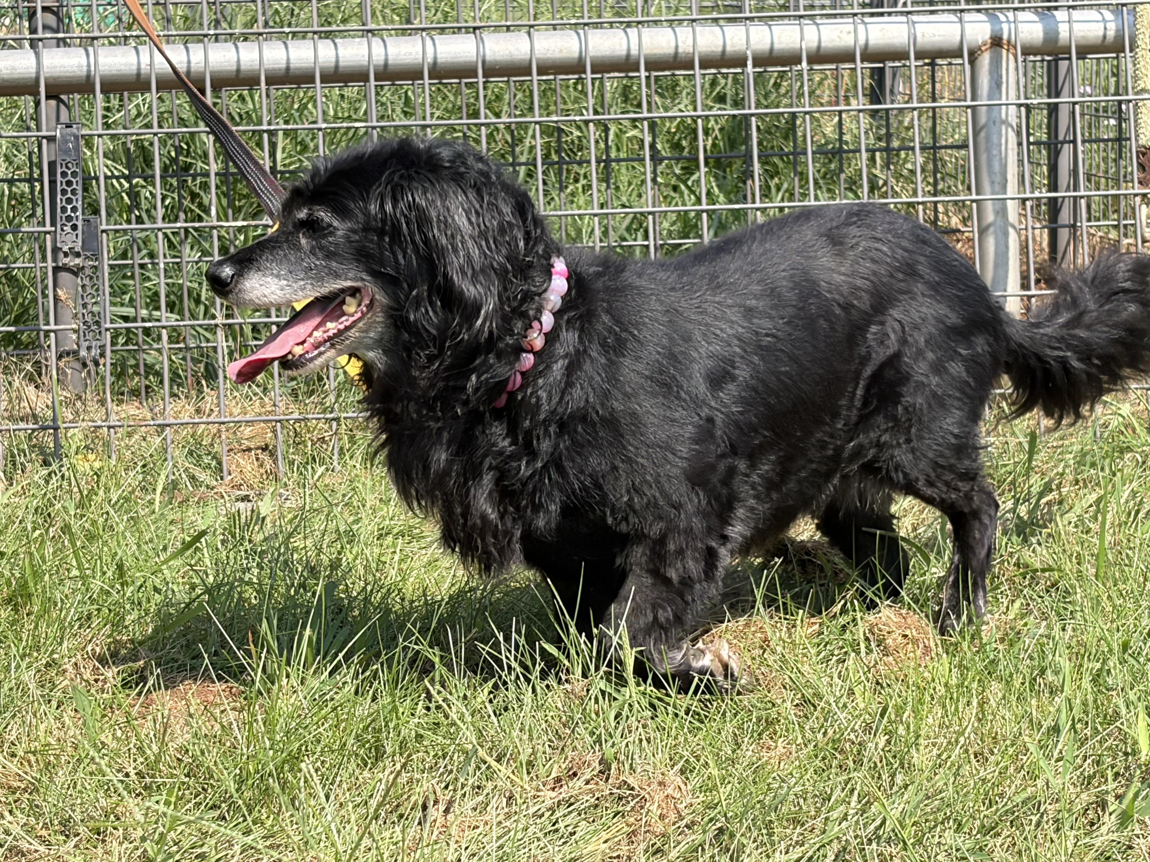 Enlarge Shadow, a ADOPTABLE mixed breed in Warrenton, VA image 5/5