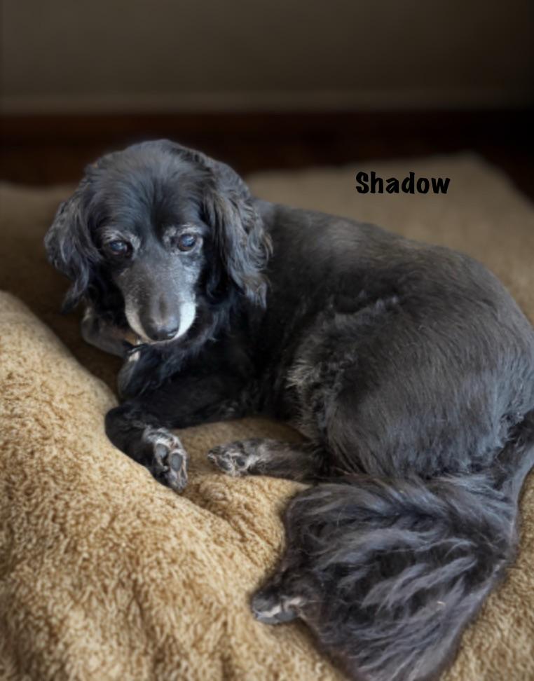 Shadow, a ADOPTABLE mixed breed in Warrenton, VA image 3/3