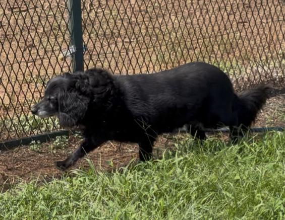 Shadow, a ADOPTABLE mixed breed in Warrenton, VA image 2/3