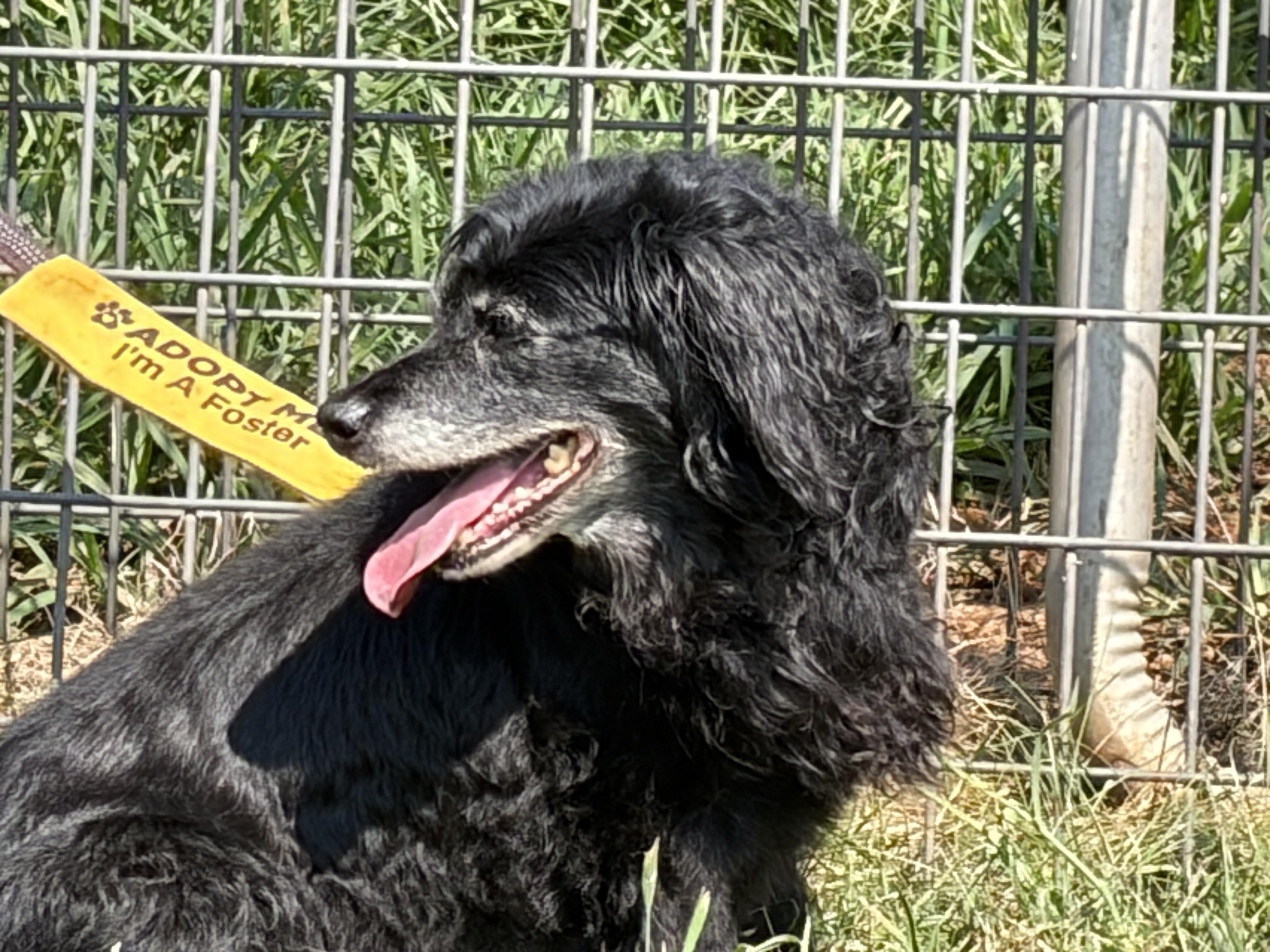 Enlarge Shadow, a ADOPTABLE mixed breed in Warrenton, VA image 1/5