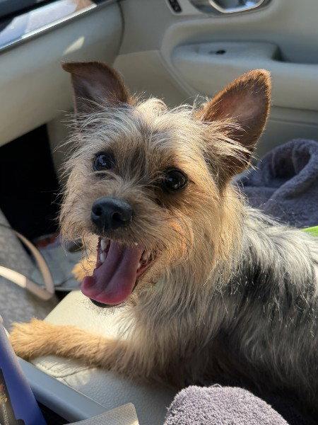 Bear, Adopted, Young Male Yorkshire Terrier.