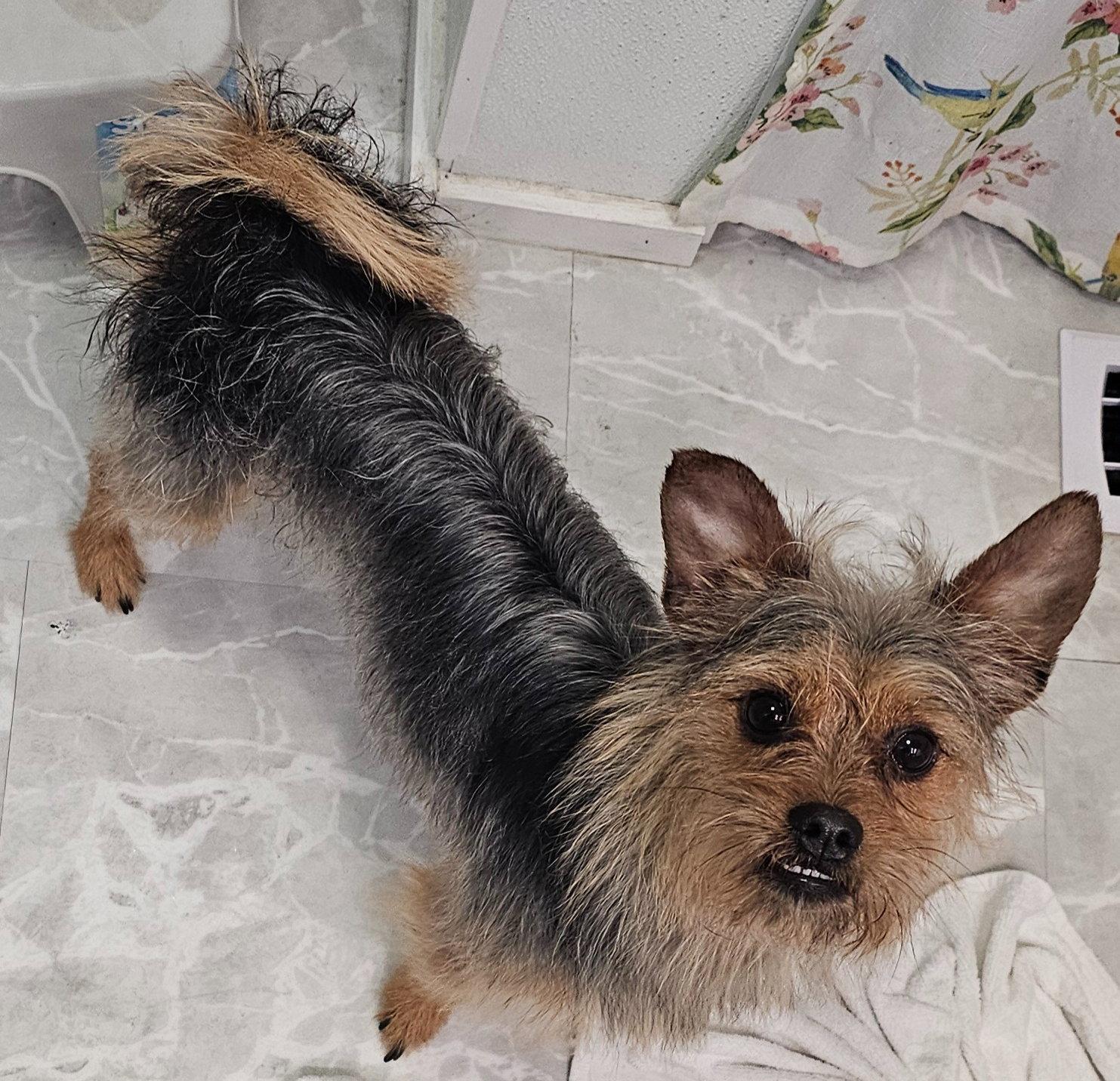 Bear, a Adopted Yorkshire Terrier in Oakhurst, NJ image 2/3