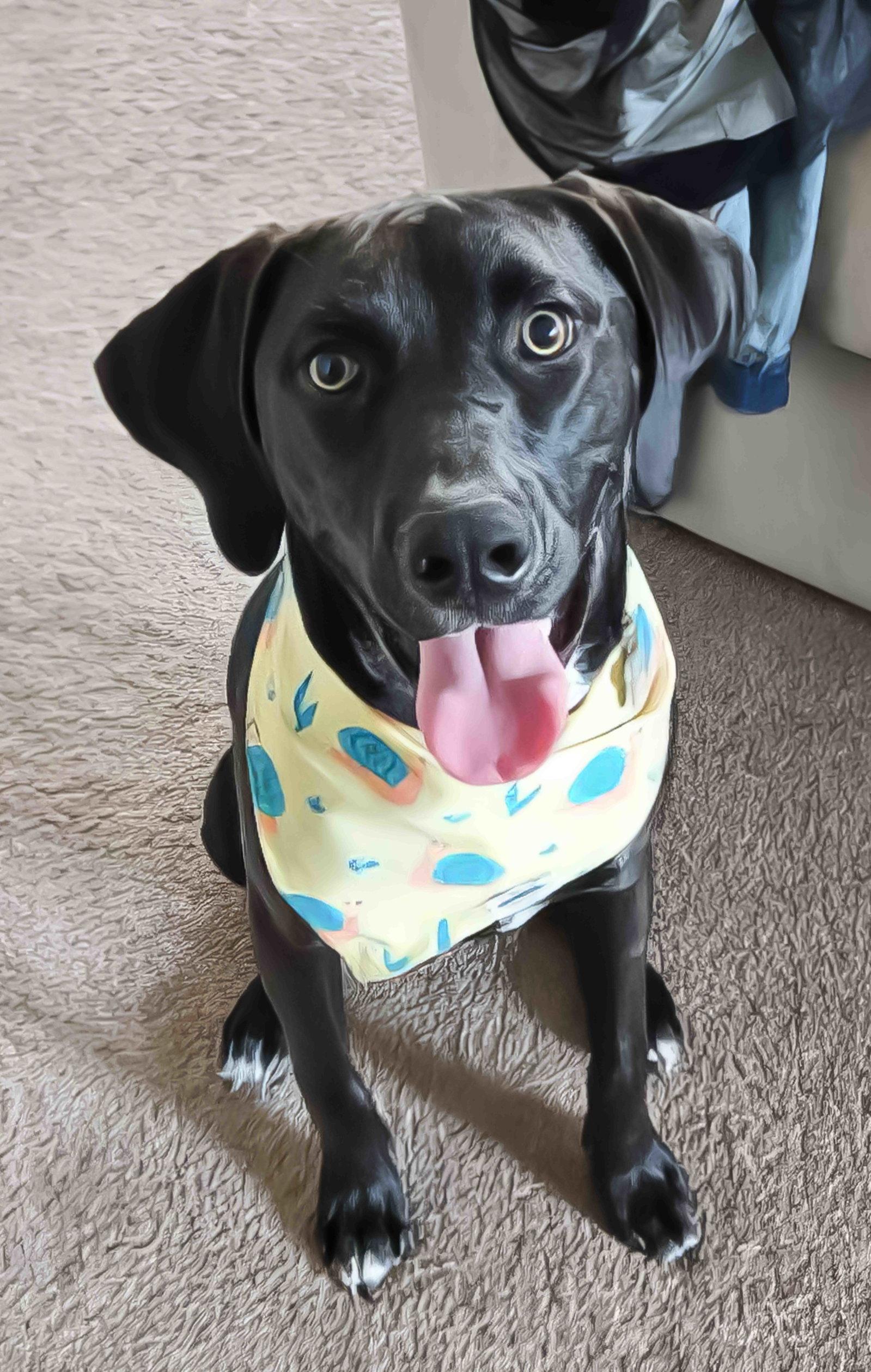 Jag, Adoptable, Adult Male Labrador Retriever & Hound.