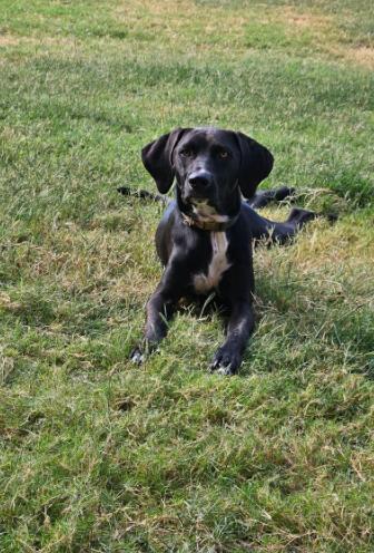 Enlarge Jag, a Adoptable mixed breed in McKinney, TX image 2/3