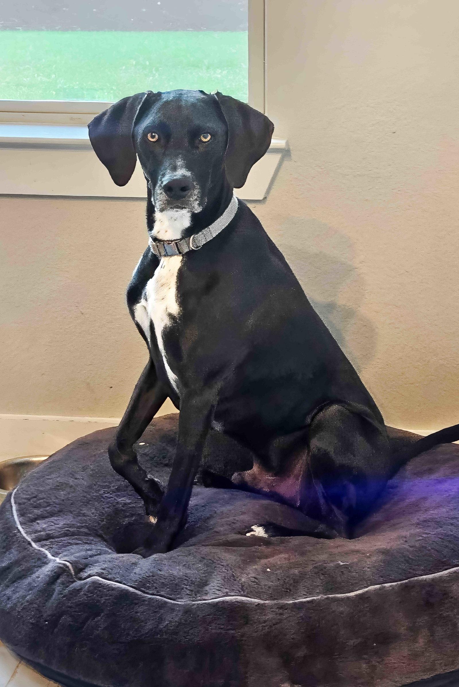 Enlarge Jag, a Adoptable mixed breed in McKinney, TX image 3/3