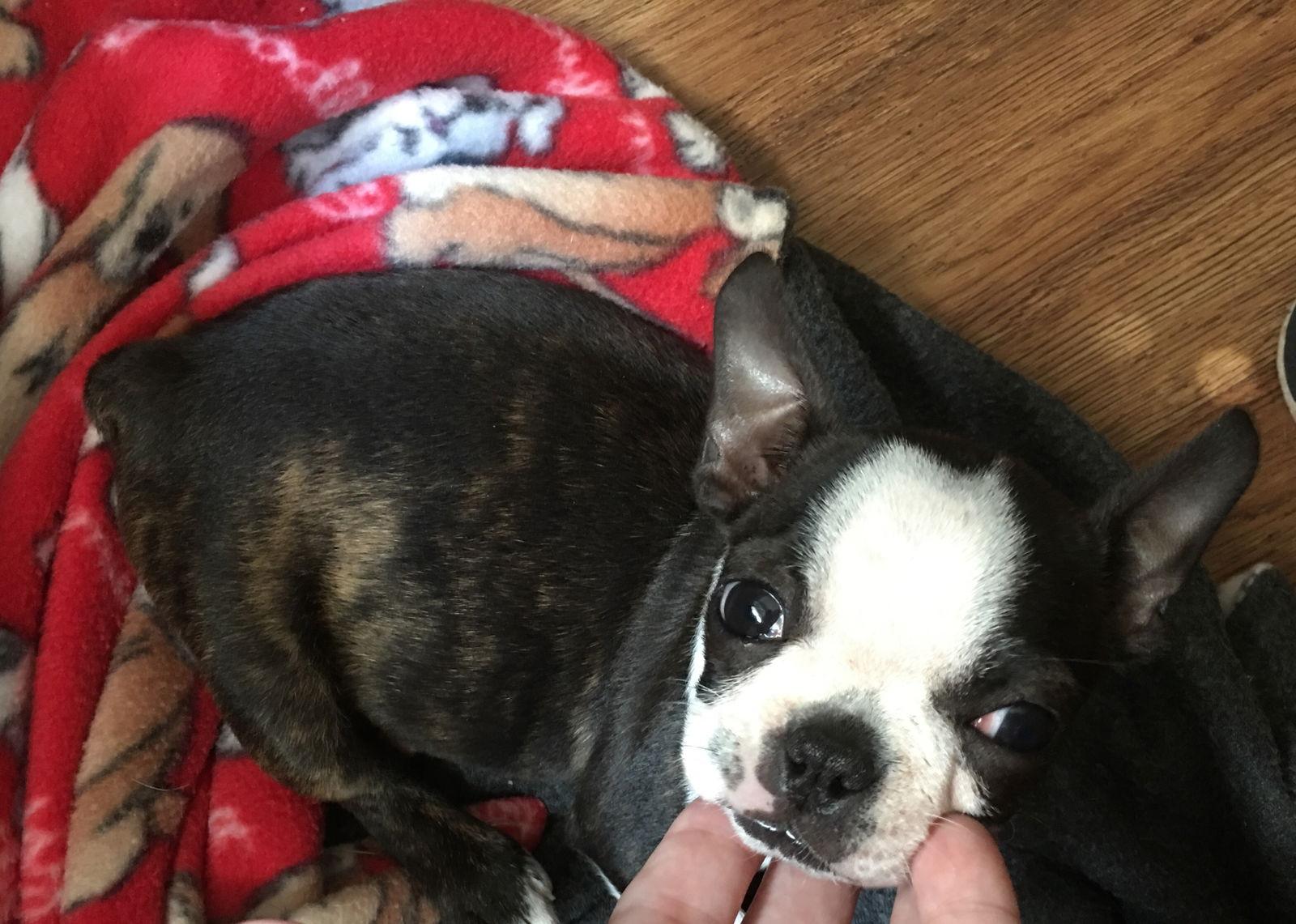 Fiona, Adopted, Young Female Boston Terrier.