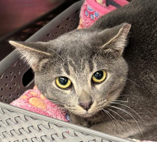 Enlarge Darla, a Adoptable mixed breed in Golden, CO image 2/2