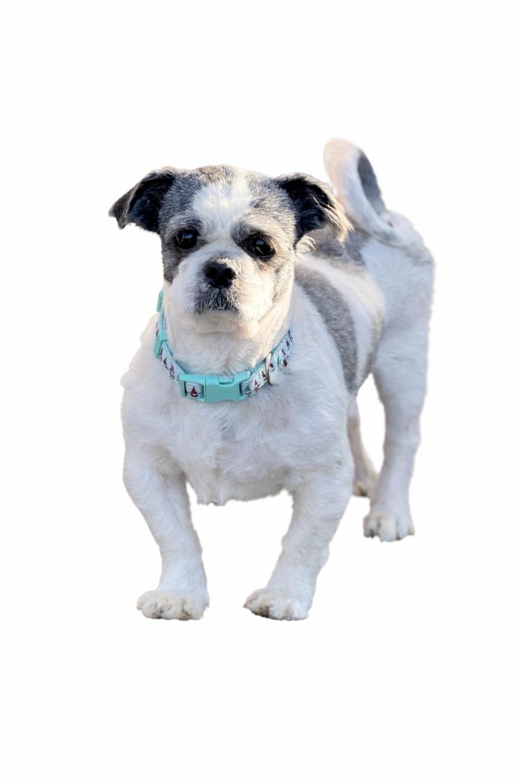 Enlarge Lou , an adoptable mixed breed in SYLVANIA, GA image 3/5