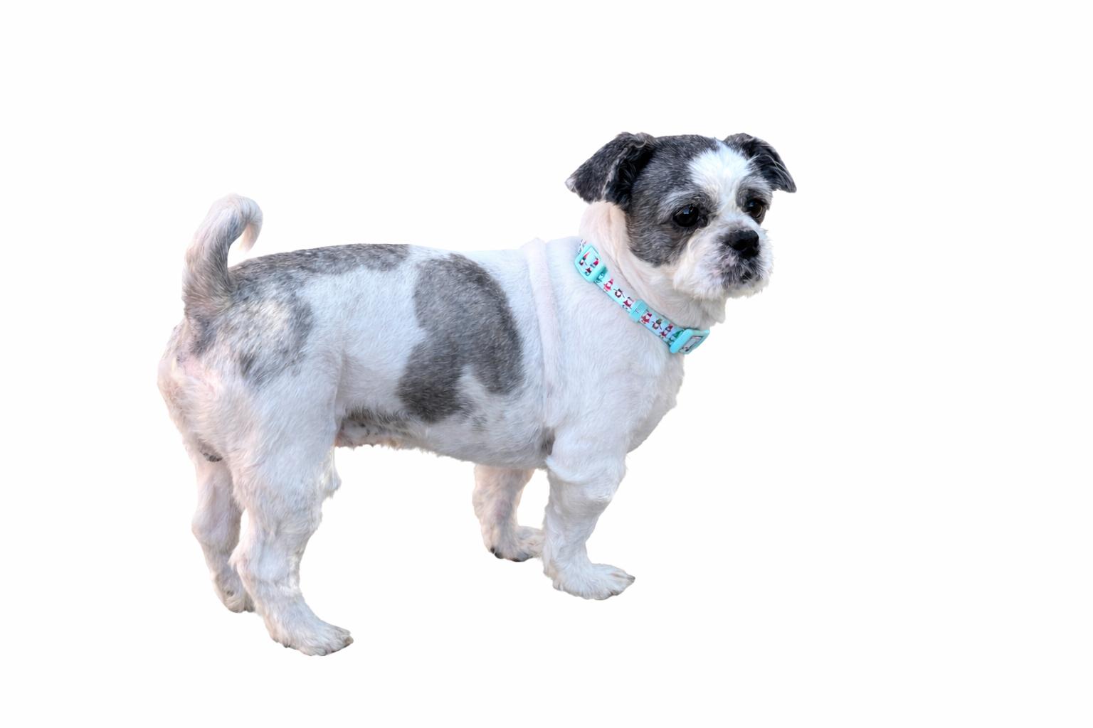 Enlarge Lou , an adoptable mixed breed in SYLVANIA, GA image 5/5