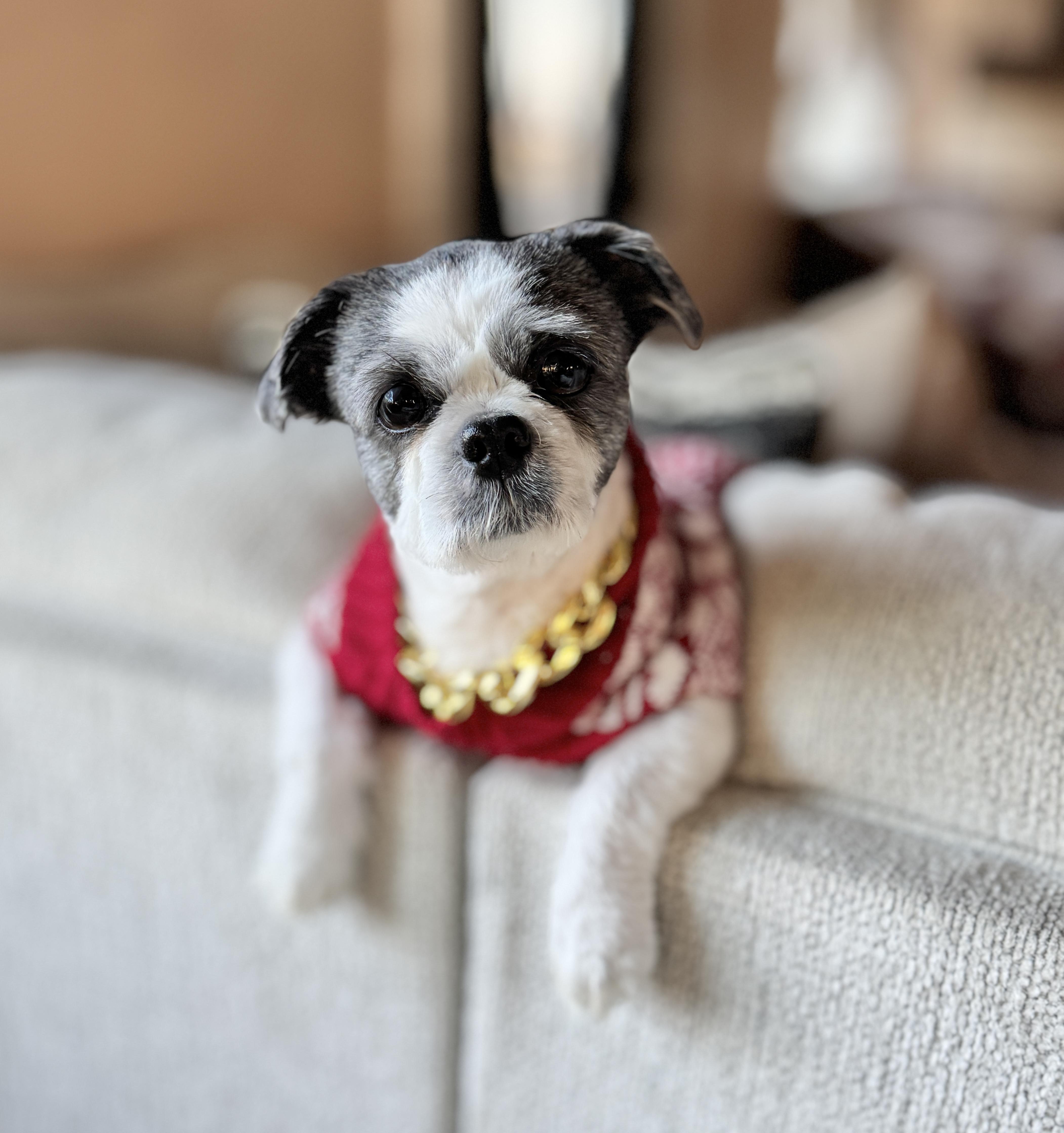 Enlarge Lou , an adoptable mixed breed in SYLVANIA, GA image 1/5