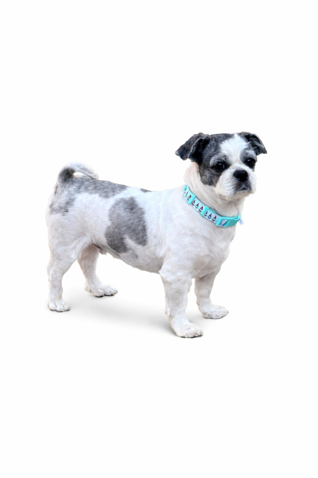 Enlarge Lou , an adoptable mixed breed in SYLVANIA, GA image 4/5