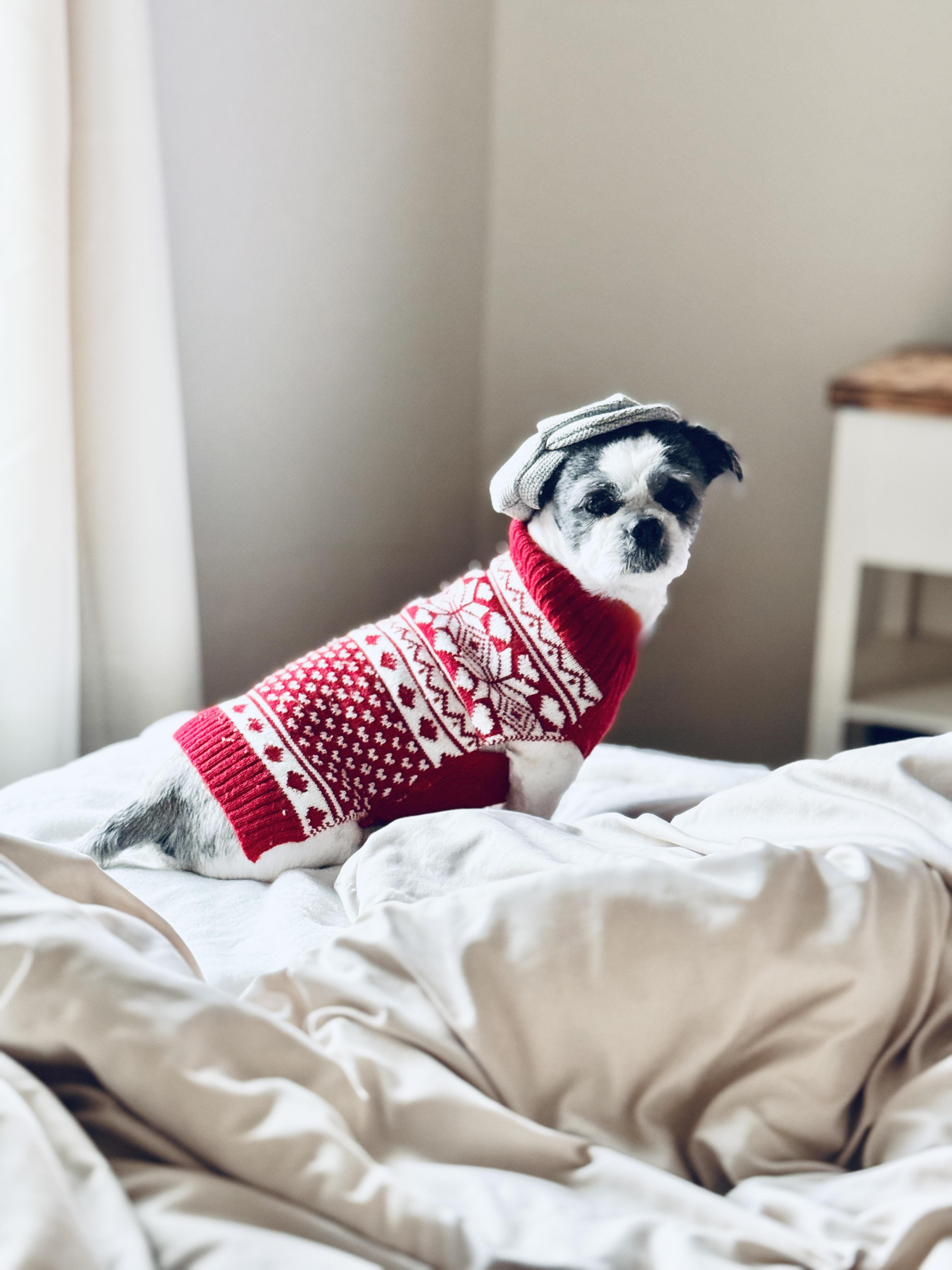 Enlarge Lou , an adoptable mixed breed in SYLVANIA, GA image 2/5