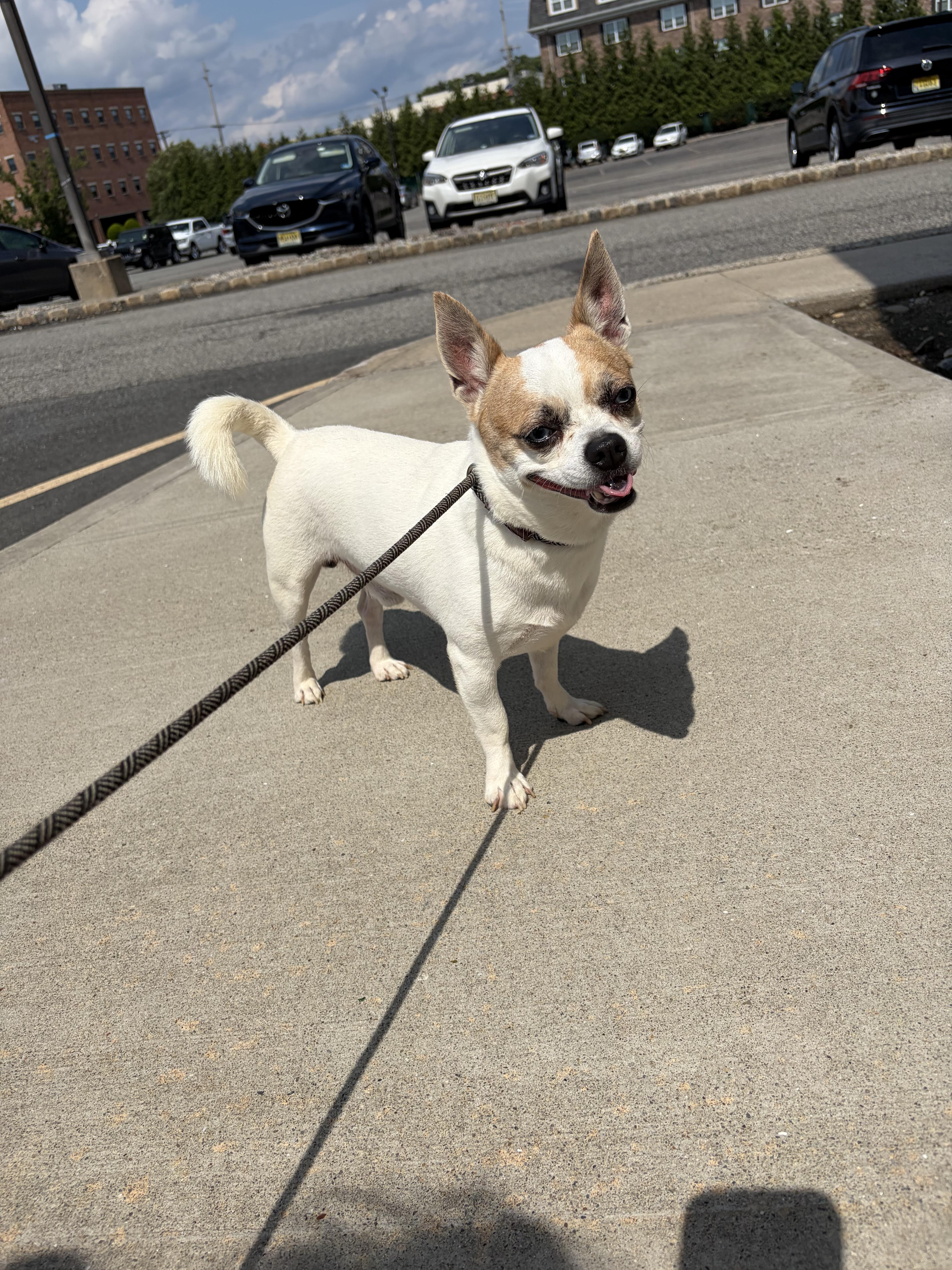 Bandit, adopted, Adult Male Chihuahua.