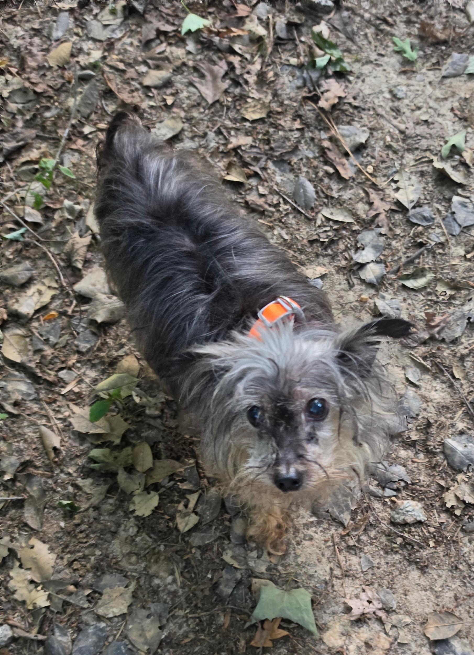 Enlarge Penny, a Adoptable Yorkshire Terrier in Hillsborough, NC image 1/1