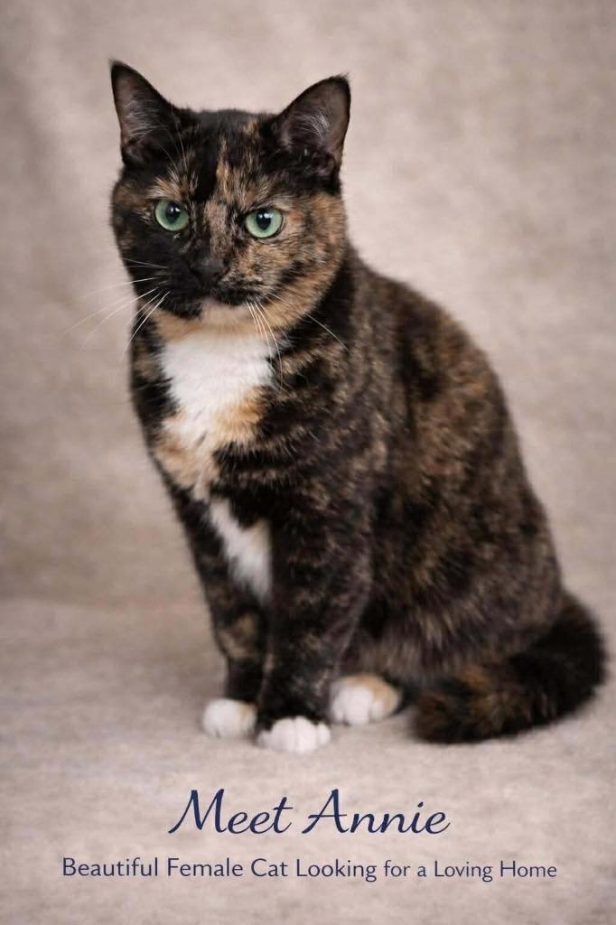 Ani, a Adoptable mixed breed in Maryville, TN image 1/2