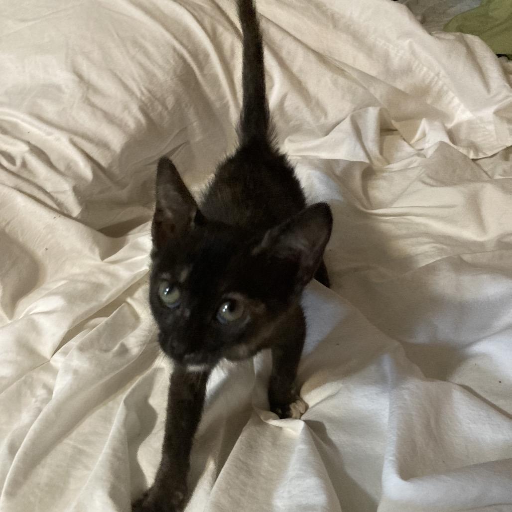 Petunia Dyal-KV, a Adoptable Domestic Short Hair in Tallahassee, FL image 1/5