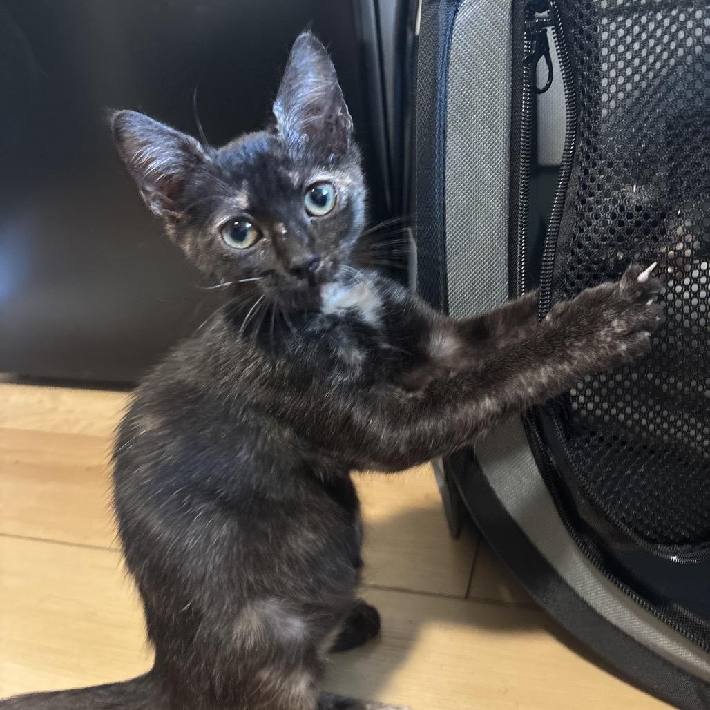Petunia Dyal-KV, a Adoptable Domestic Short Hair in Tallahassee, FL image 2/5