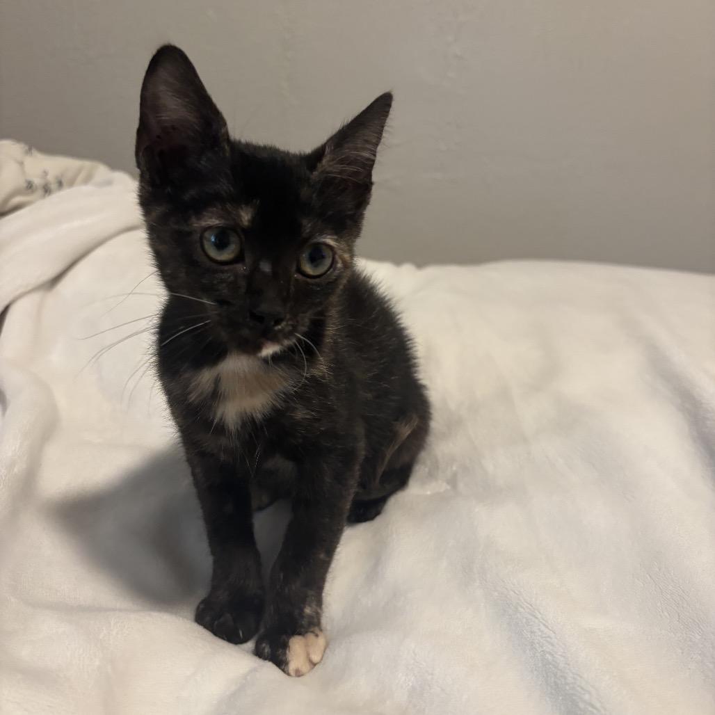 Petunia Dyal-KV, a Adoptable Domestic Short Hair in Tallahassee, FL image 3/5