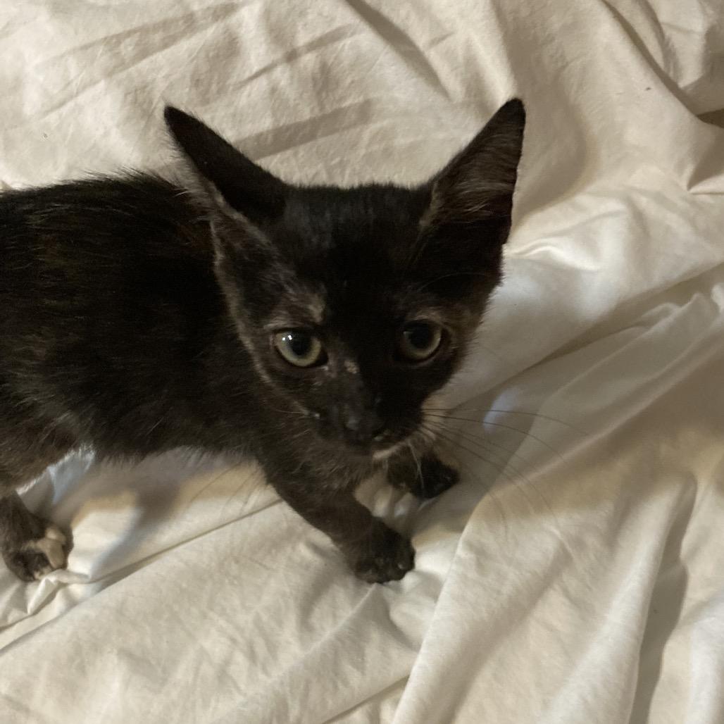 Petunia Dyal-KV, a Adoptable Domestic Short Hair in Tallahassee, FL image 4/5