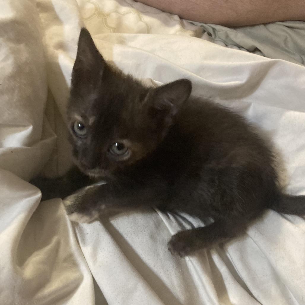 Petunia Dyal-KV, a Adoptable Domestic Short Hair in Tallahassee, FL image 5/5