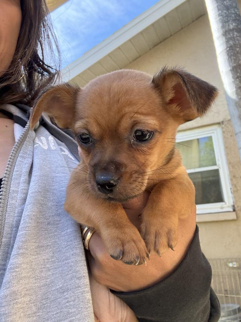 SUGAR, Baby Female Chihuahua