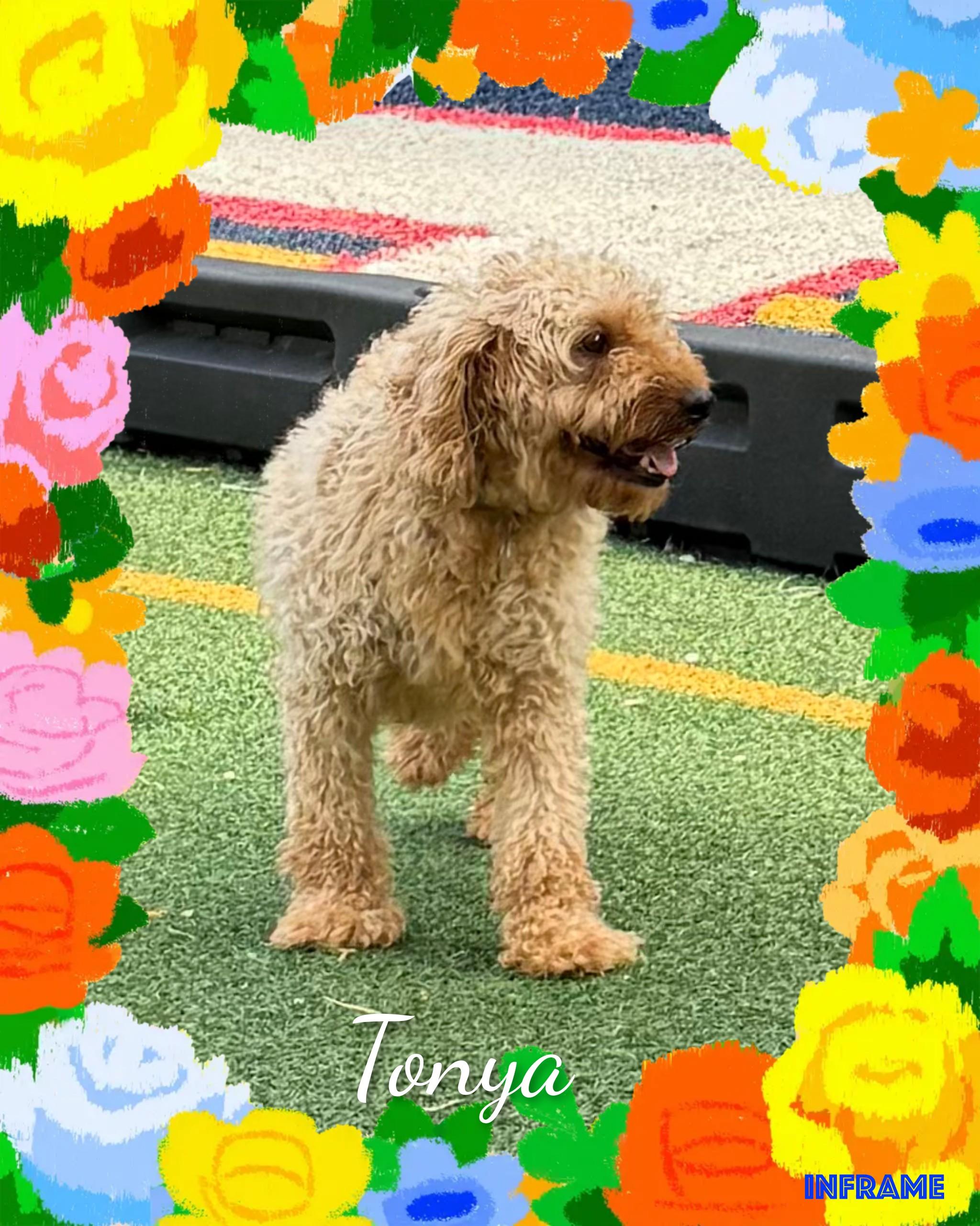 Tonya, an adopted Goldendoodle in Fredericksburg, VA image 2/6